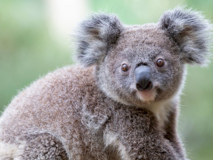 Sedih, Koala Diprediksi Punah pada 2050