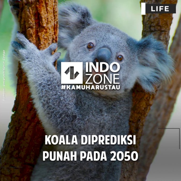 Koala Diprediksi Punah pada 2050