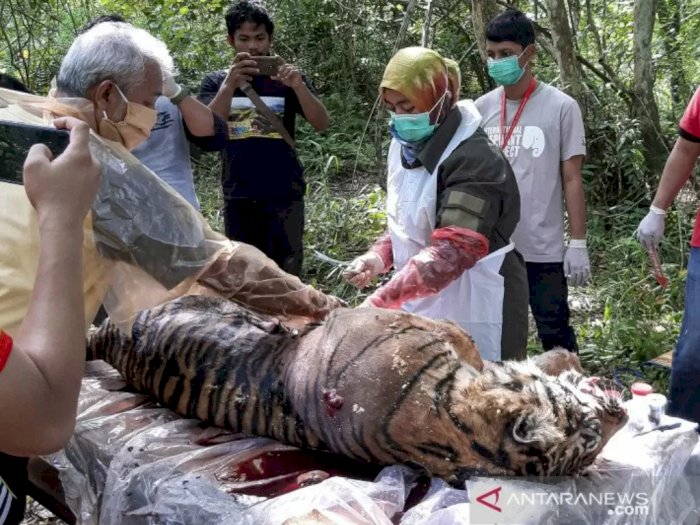 Harimau Sumatera Mati di Aceh, Ada Pendarahan di Lubang Hidung, Diracuni Pakai Insektisida