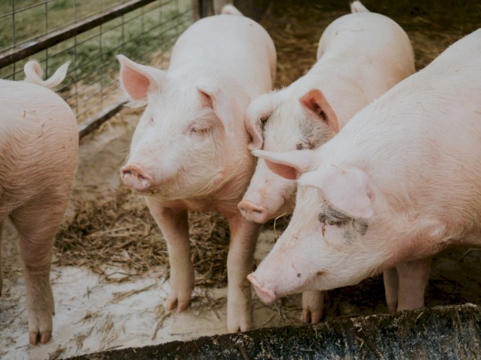 Virus Flu Babi Berpotensi Jadi Pandemi, Pakar Minta Warga Tidak Panik