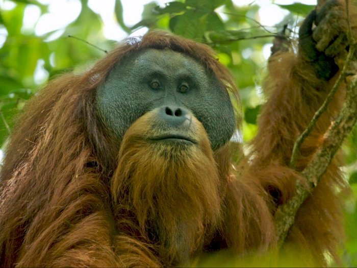 Pemprov Sumut Bentuk KSP untuk Lindungi Orangutan Tapanuli 