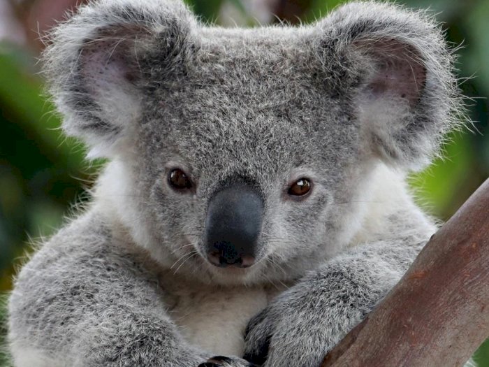 Populasi Terancam, Tahun 2025 Koala di Australia Berpotensi Punah