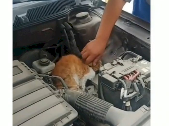 Terperangkap di Dalam Mesin Mobil, Kucing Ini Kaku dan Kering seperti Kerupuk