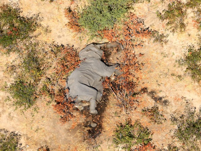 Potret Menyedihkan Ratusan Gajah Mati Misterius di Botswana