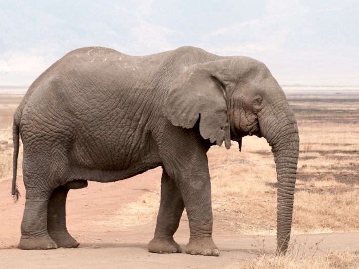 Populasi Gajah Dunia Menurun, Ratusan Gajah di Afrika Mati Mendadak
