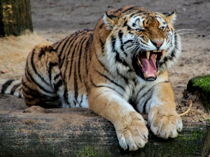 Petugas Kebun Binatang Tewas Diterkam Harimau, Nekat Masuk Kandang