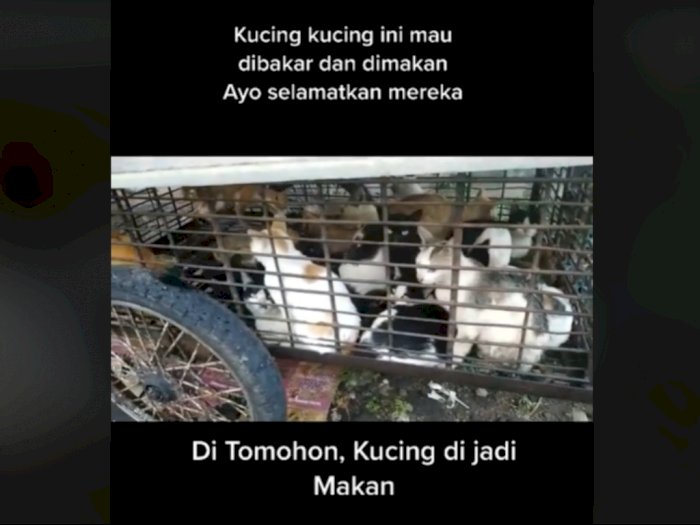 Viral Video Puluhan Kucing di Tomohon Siap untuk Dibakar dan Dimakan, Netizen Gak Tega