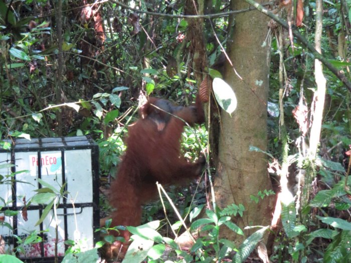 Ini Maria, Orangutan yang Sudah Lima Kali Dievakuasi dan Kini Hirup Udara Bebas Lagi