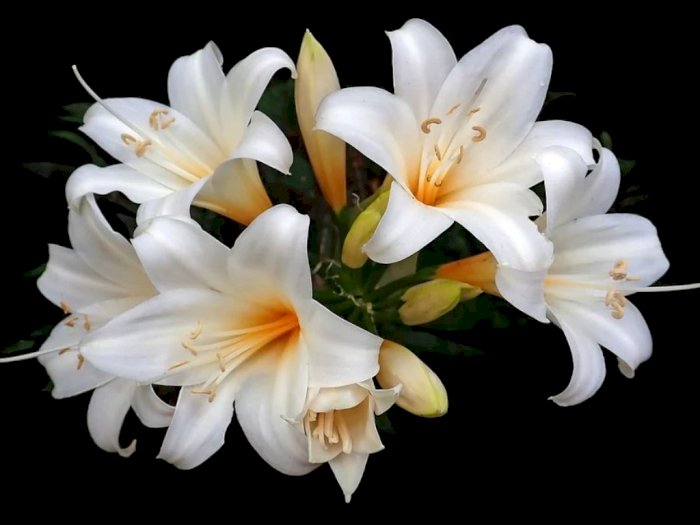 Bunga Lily, Peninggalan Air Susu Dewi yang Jatuh ke Bumi