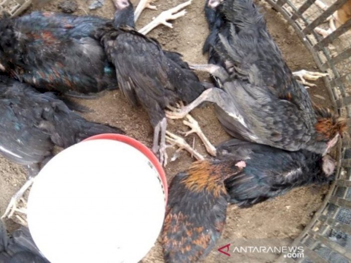 Setelah Ternak Bebek Mati Misterius di Taput, Giliran Ratusan Ayam Mati Mendadak