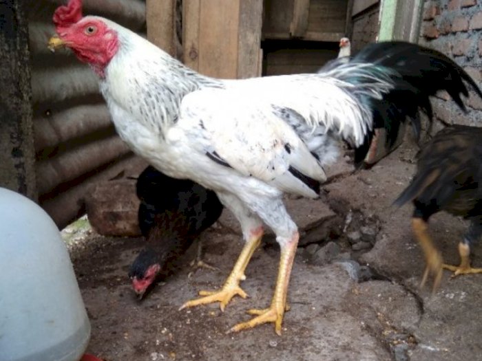 Ratusan Ekor Ternak Ayam di Tapanuli Utara Mati Mendadak