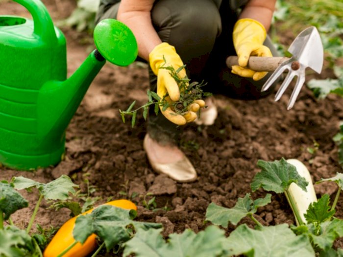 Ingin Punya Kebun Sayur Sendiri di Rumah? Berikut Tipsnya