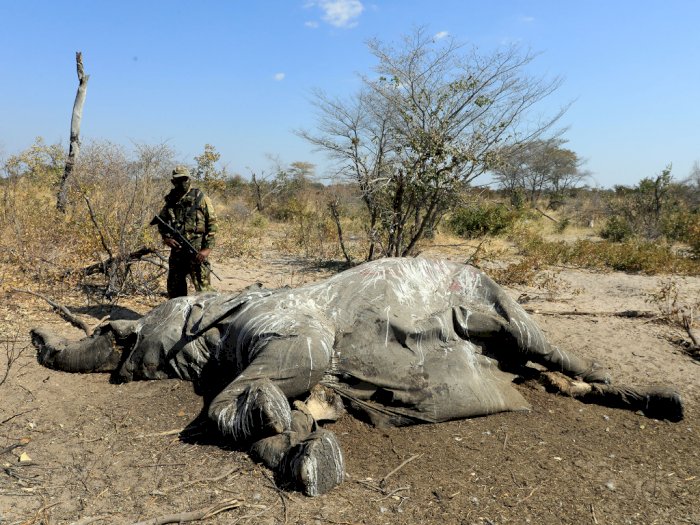 FOTO: Lagi, Banyak Gajah Ditemukan Mati di Botswana