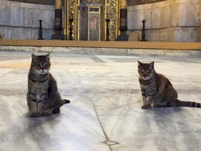 Ini Gli dan Kizim, Dua Kucing Penghuni Hagia Sophia, Situs Dunia yang Bakal Jadi Masjid