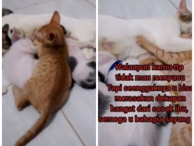 Drama Anak Kucing Sebatang Kara Cari Kasih Sayang Induk Kucing Lain, Endingnya Bikin Sedih