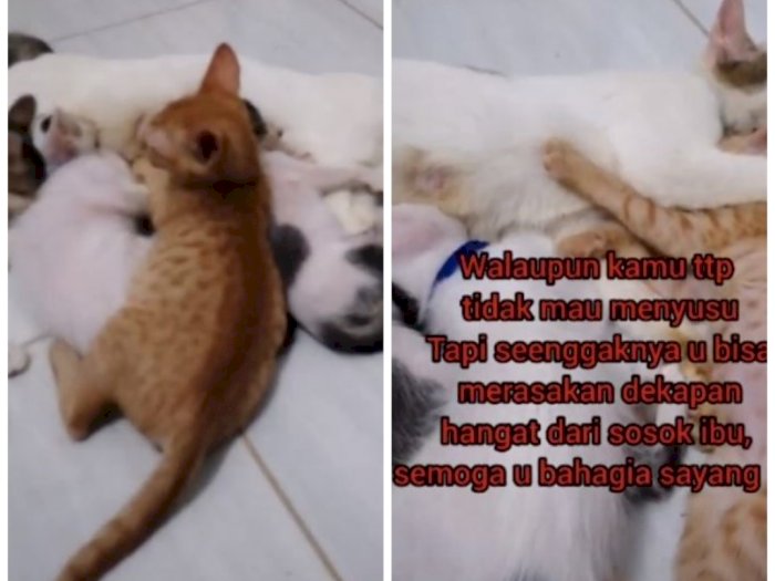 Drama Anak Kucing Sebatang Kara Cari Kasih Sayang Induk Kucing Lain,  Endingnya Bikin Sedih | Indozone.id