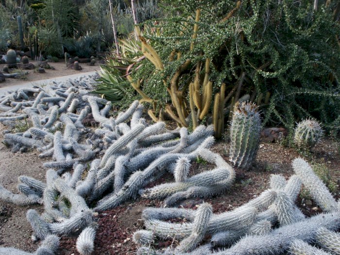 Creeping Devil, Kaktus Langka yang Merayap Melintasi Padang Pasir di Meksiko 