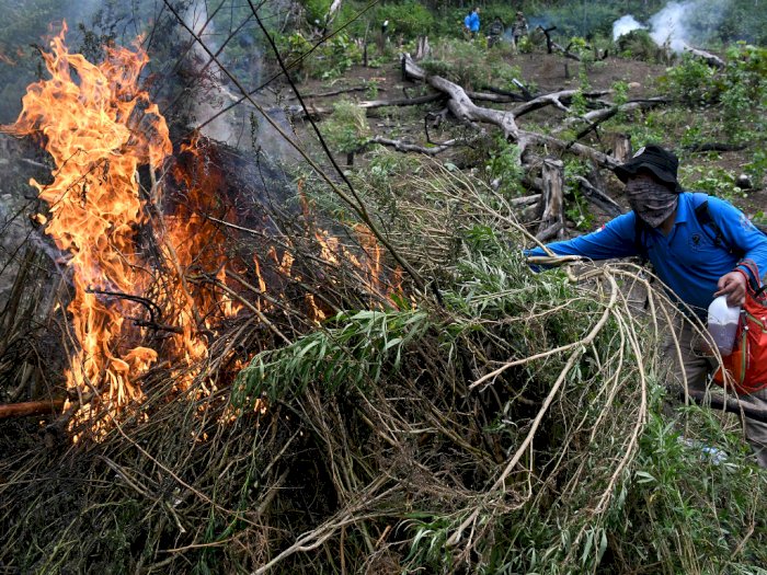 FOTO: Pemusnahan 1,5 Hektare Ladang Ganja di Aceh