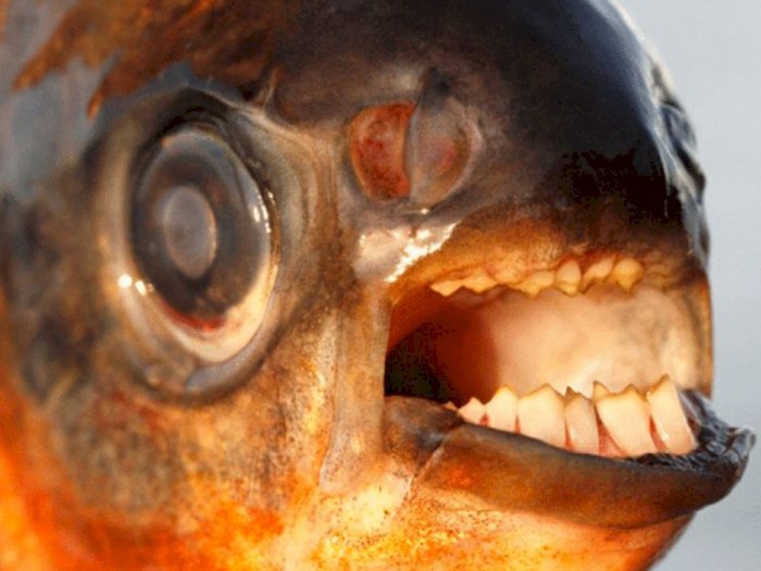  Uniknya Ikan Pacu yang Bergigi Mirip Manusia