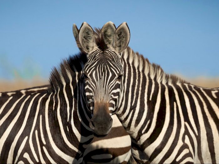 Foto Ilusi Optik Ini Bikin Gaduh Warganet, Zebra Mana Sih yang Menengok ke Depan?