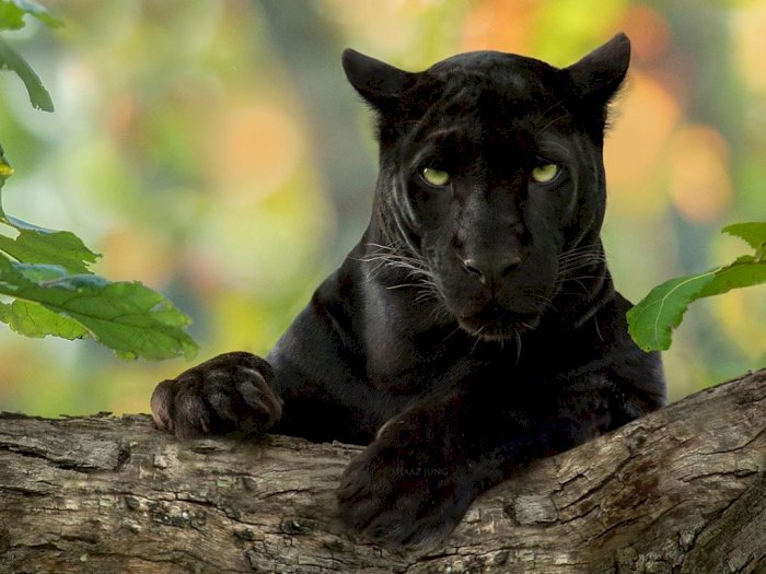 Pengakuan Fotografer India Tentang Perburuan Gambar Black Panther