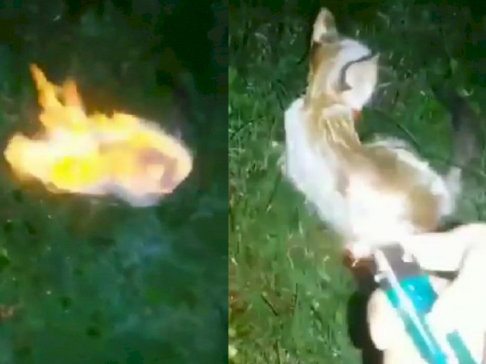 Keji, Kucing Malang Ini Dibakar Hidup-hidup, Penyiksa Justru Asyik Merekam
