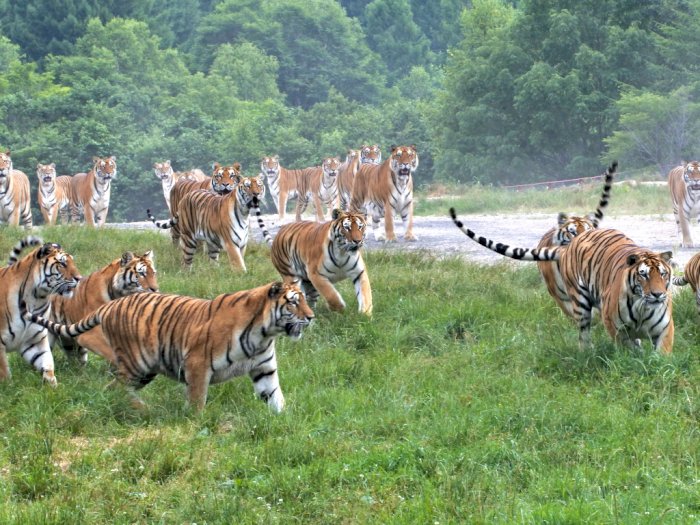 FOTO: Taman Harimau Siberia di Tiongkok Kembali Dibuka 
