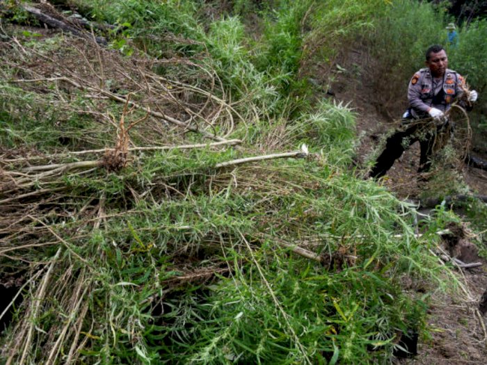 Polisi Temukan 15 Hektar Ladang Ganja di Aceh, Langsung Dimusnahkan