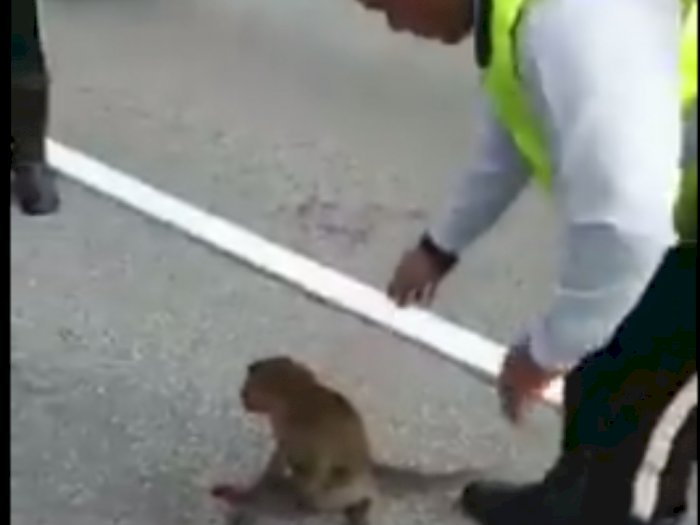 Aksi Manusiawi Polisi Menolong Monyet yang Terluka di Tengah Jalan