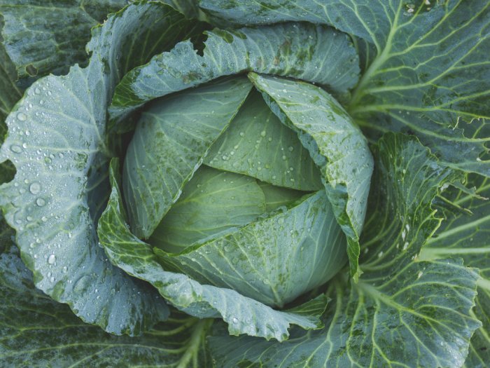 Peneliti Klaim Sayuran Ini Ampuh Jaga Tubuh dari Serangan Virus Corona