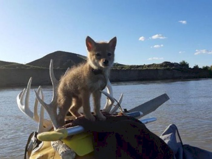 Nyaris Tenggelam di Sungai, Beruntung Anak Anjing Ini Diselamatkan Petualang