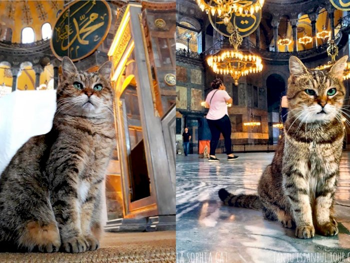 Ini Gli, Kucing yang Tetap Jadi Penghuni Hagia Sophia Meski Rumahnya Beralih Fungsi