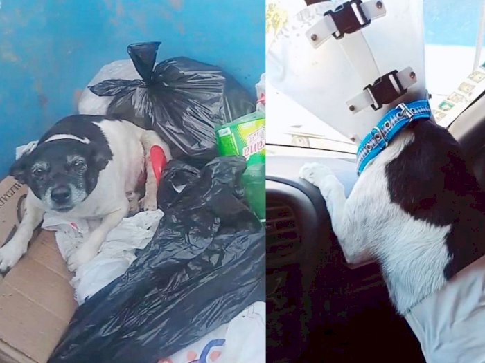 Kasihan, Anjing Ini Dibuang Majikannya ke Tong Sampah Karena Sakit Parah, Dibiarkan Mati