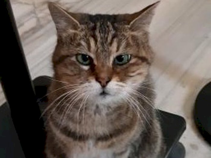 Pergantian Status Hagia Sophia Tidak Membuat Si Kucing Gli Pindah