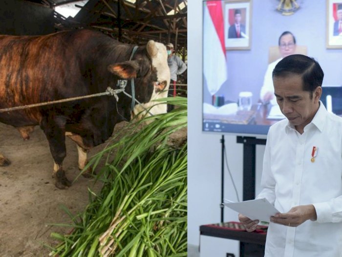 Daftar Daerah yang Dapat Kurban Sapi dari Presiden Jokowi, Solo Dua Ekor