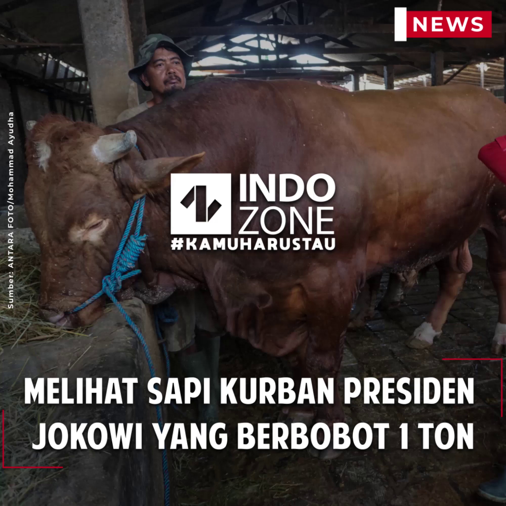 Melihat Sapi Kurban Presiden Jokowi yang Berbobot 1 Ton