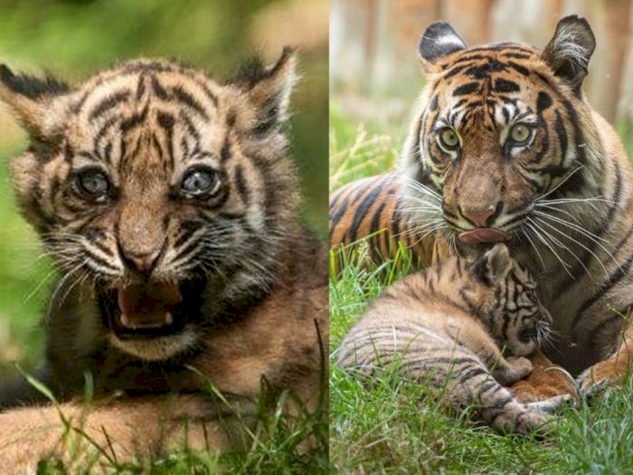 Kabar Gembira, Bayi Harimau Sumatra Baru Saja Lahir di Kebun Binatang Polandia