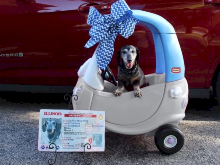 Menggemaskan, Anjing 16 Tahun Ini Pamer Foto Punya SIM