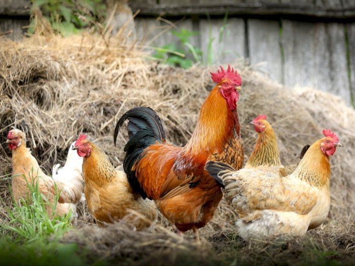 Cegah Terjadinya Wabah Flu Burung, Filipina Musnahkan 38.701 Ekor Ayam