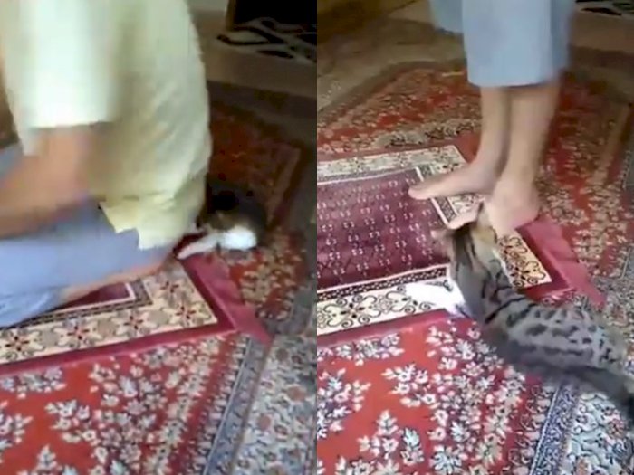 Viral Video Kucing Ganggu Pemiliknya yang sedang Salat Sampai Dicakar Hingga Digigit