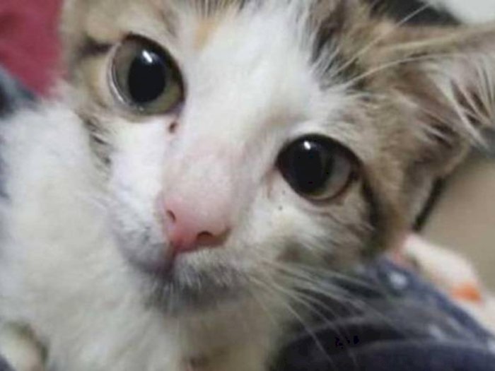  Gila  Remaja 15 Tahun Ini Perkosa Anak Kucing  Sampai Mati 