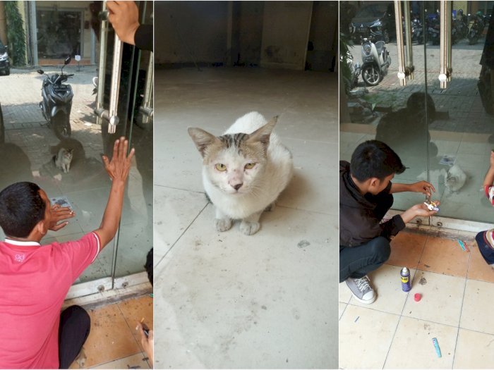 Kisah Penyelamatan Kucing Terjebak di Ruko Selama Sebulan, Hilang Saat Pintu Terbuka