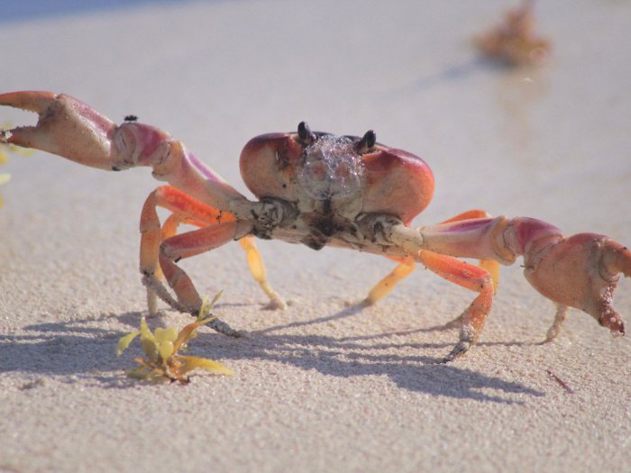 Tanda-tanda Crab Mentality, Rasa Iri terhadap Pencapaian Orang Lain
