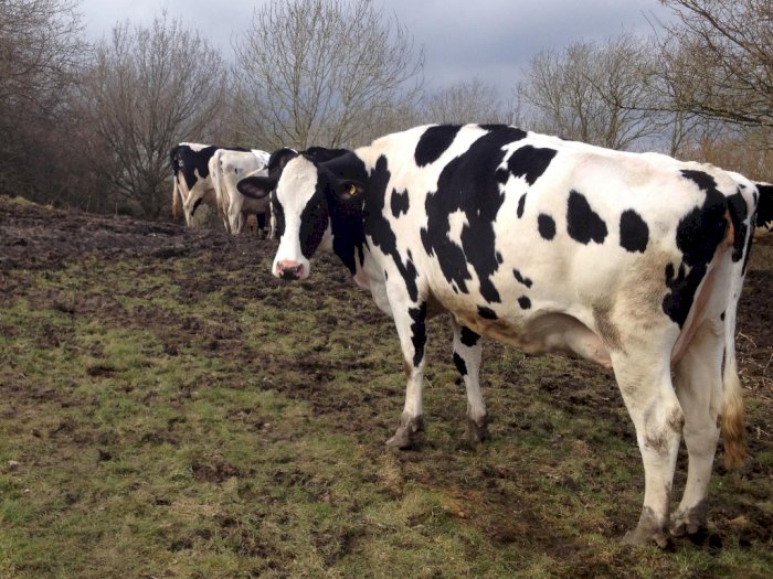 Sapi Holstein, Si Hitam Putih yang Populer Hasilkan Susu 