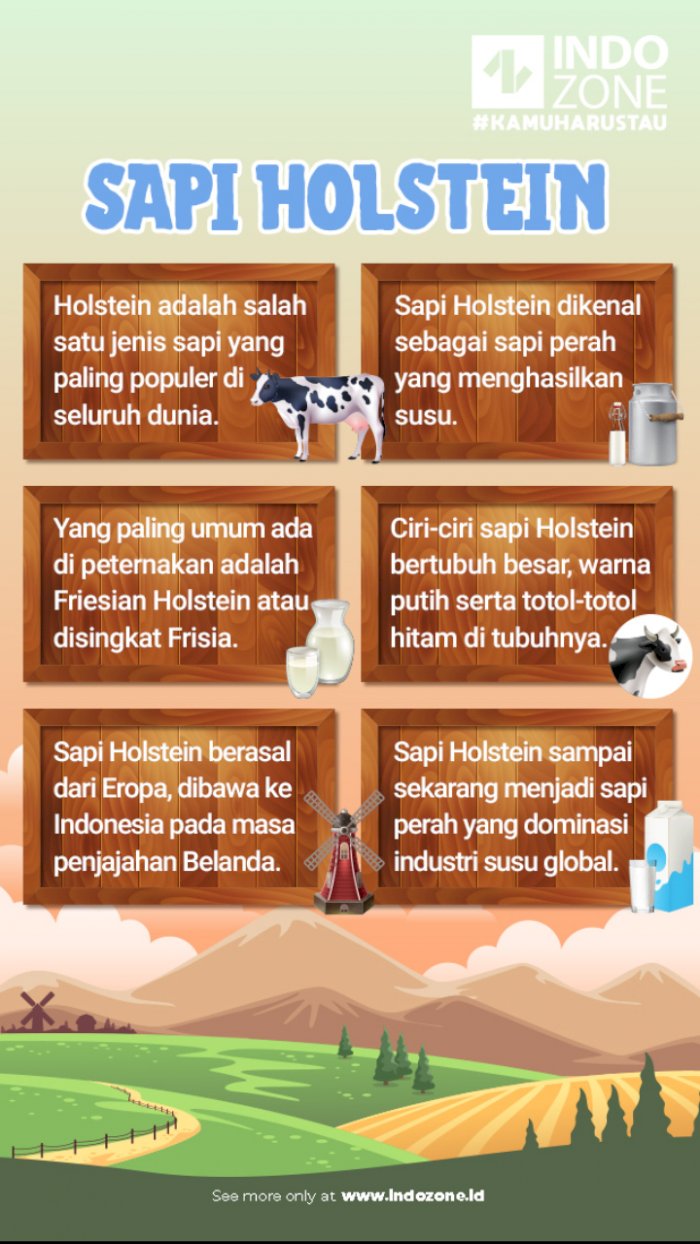 Sapi Holstein