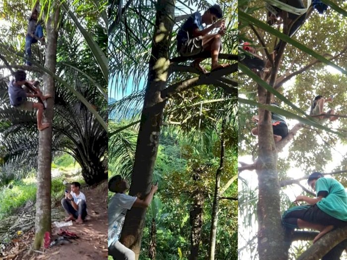 Cari Sinyal untuk Belajar Daring, Sejumlah Pelajar di Simalungun Ini Terpaksa Panjat Pohon