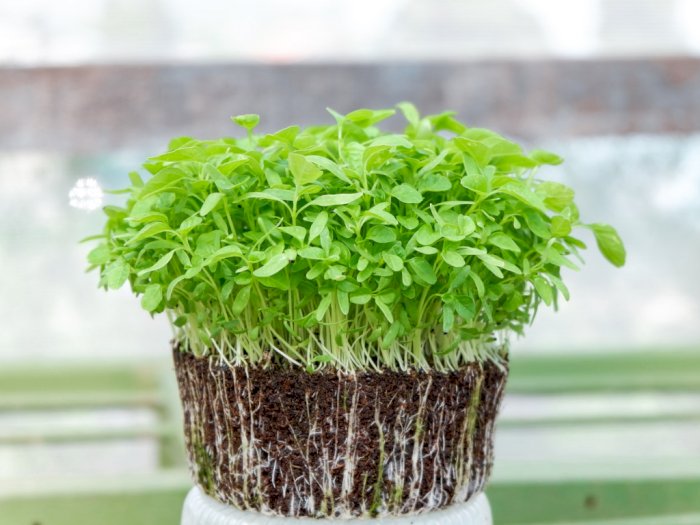 Mengenal Sayuran Mini Microgreen, Tren Terbaru Konsumsi Sayuran Sehat