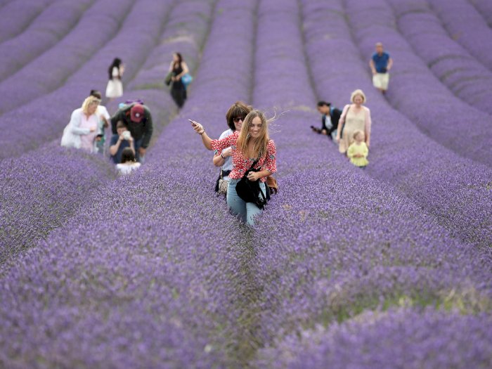 Hamparan Bunga Lavender di Inggris Ini Jadi Spot Foto yang Instagramable Banget!