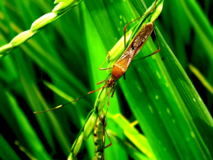 Walang Sangit, Serangga Berbau Busuk yang Serap Nutrisi Padi