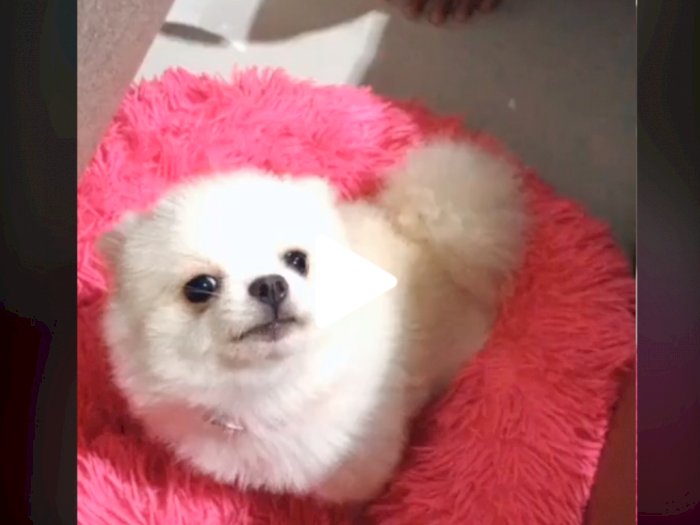 Viral Video Anjing Imut Dicolek Ngamuk Bikin Gemas, Pemilik: Lagi PMS Kayaknya